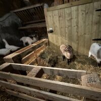 Stage d’entretien animalier