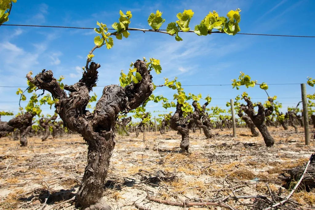 Septembre – Vendanges manuelles